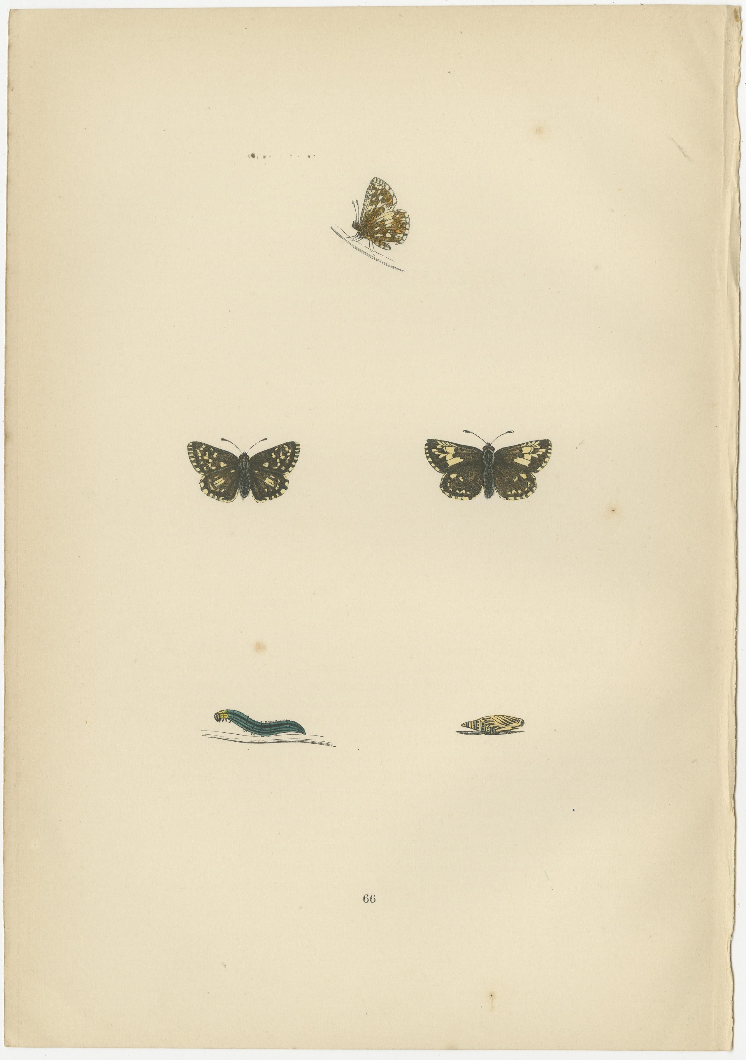 Late 19th Century Fluttering Gems: Portraits of the Chalk Hill Blue, Brown Argus, Grizzled Skipper For Sale