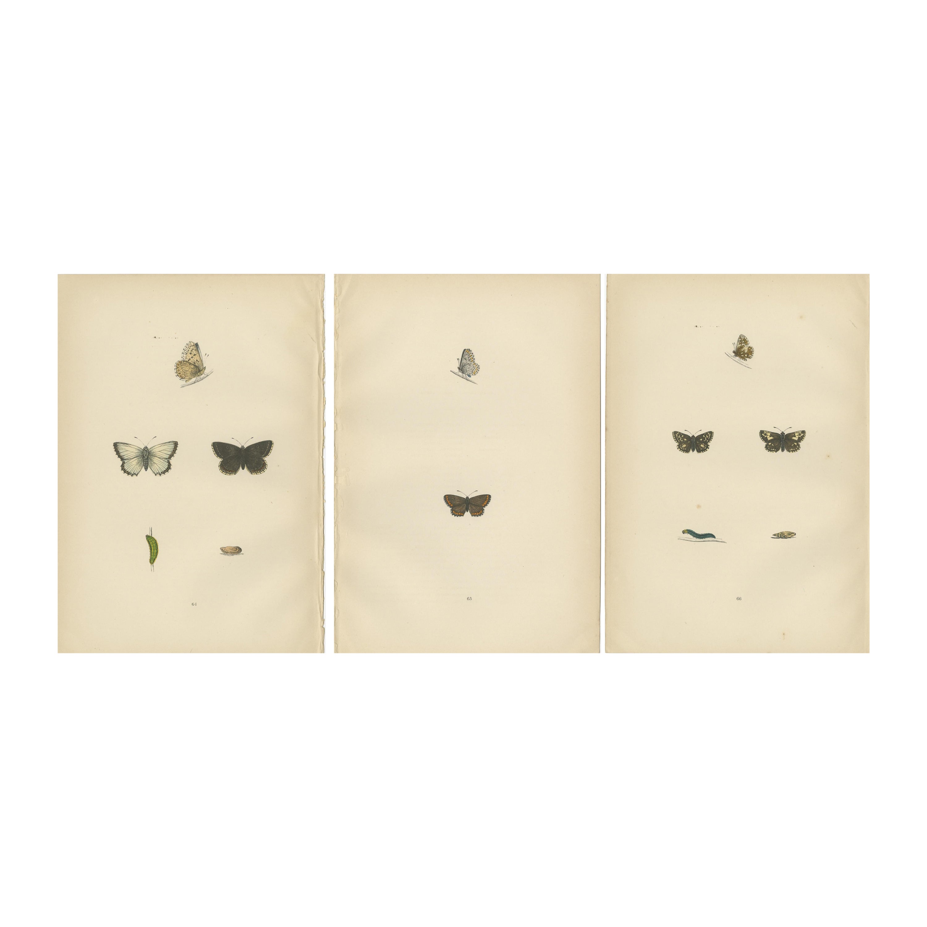 Flatterhafte Edelsteine: Porträts des Chalk Hill Blue, Brown Argus, Grizzled Skipper