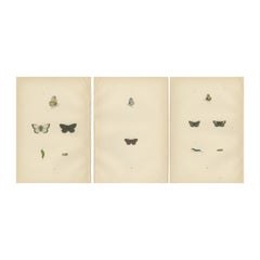 Fluttering Gems: Portraits of the Chalk Hill Blue, Brown Argus, Grizzled Skipper