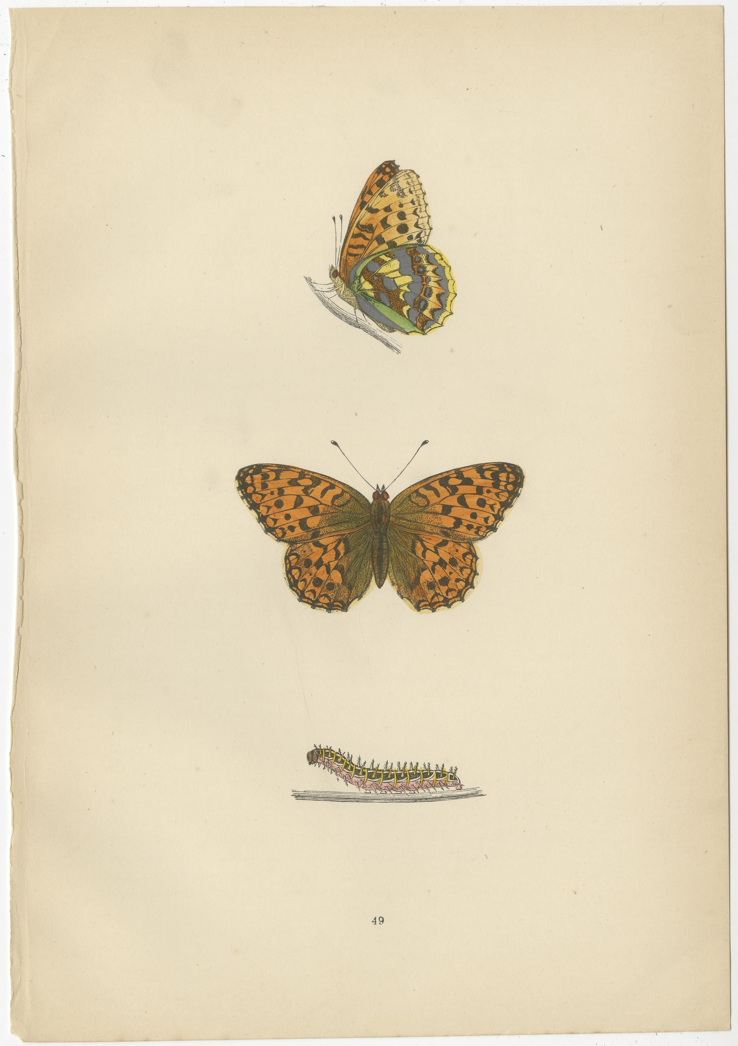 The butterflies depicted in the original antique plates are all hand-colored and they are part of the Fritillary family, known for their beautiful, checkered patterns.

1. **High-Brown Fritillary (Argynnis adippe)**: This butterfly has a wingspan