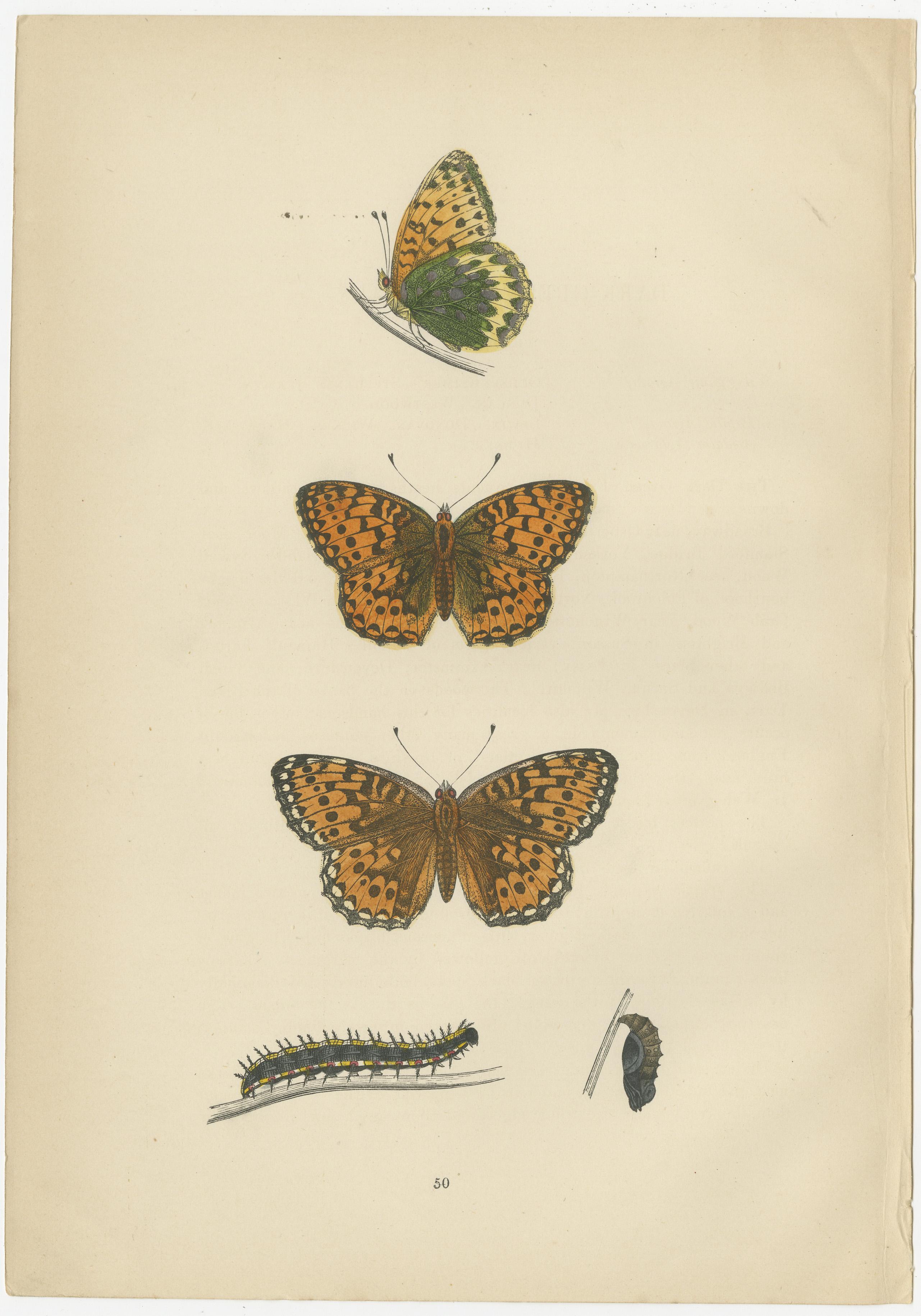 Fluttering Jewels of the Meadow: Morris's 1890 Masterpieces of Fritillaries In Good Condition For Sale In Langweer, NL