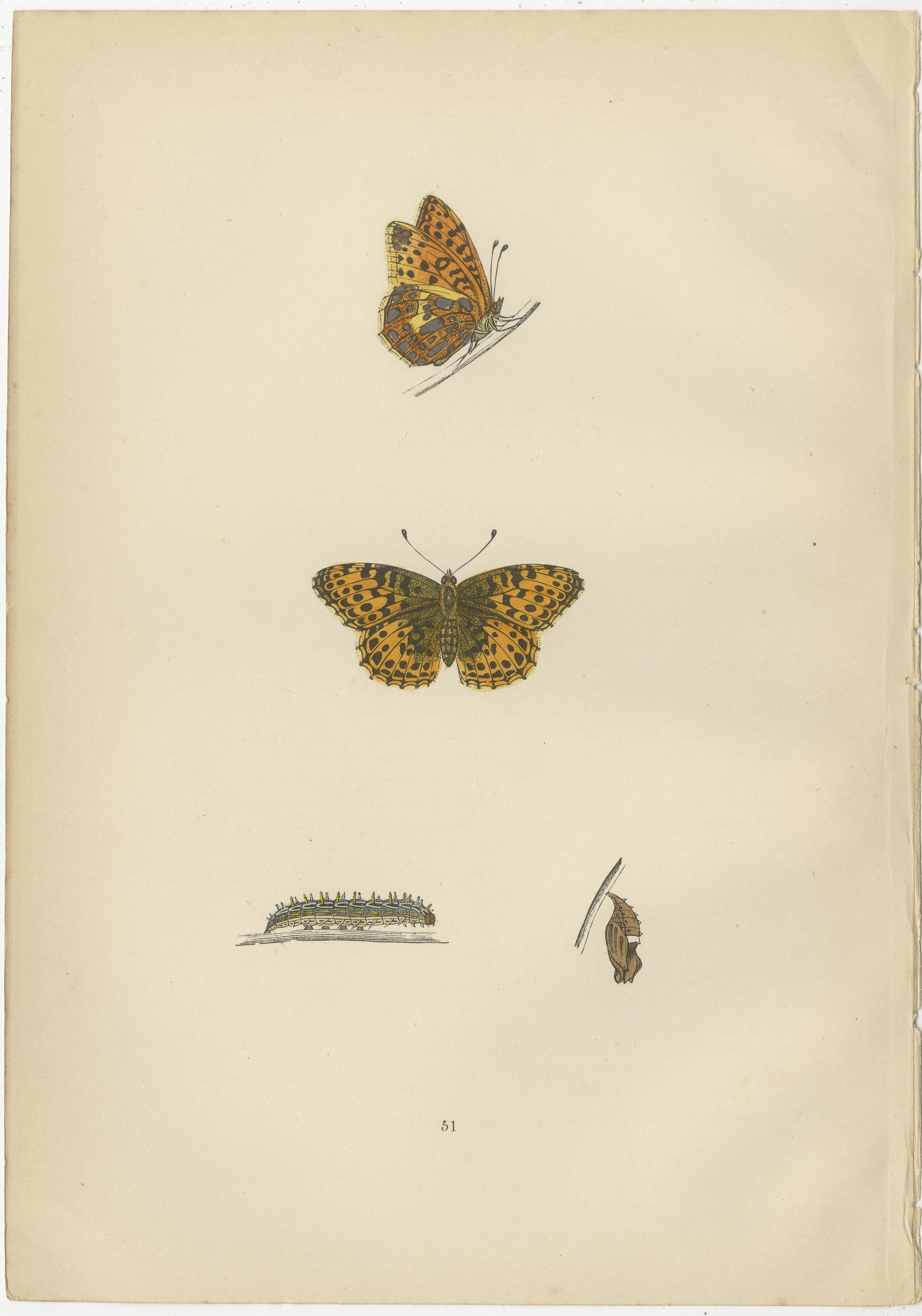 Late 19th Century Fluttering Jewels of the Meadow: Morris's 1890 Masterpieces of Fritillaries For Sale
