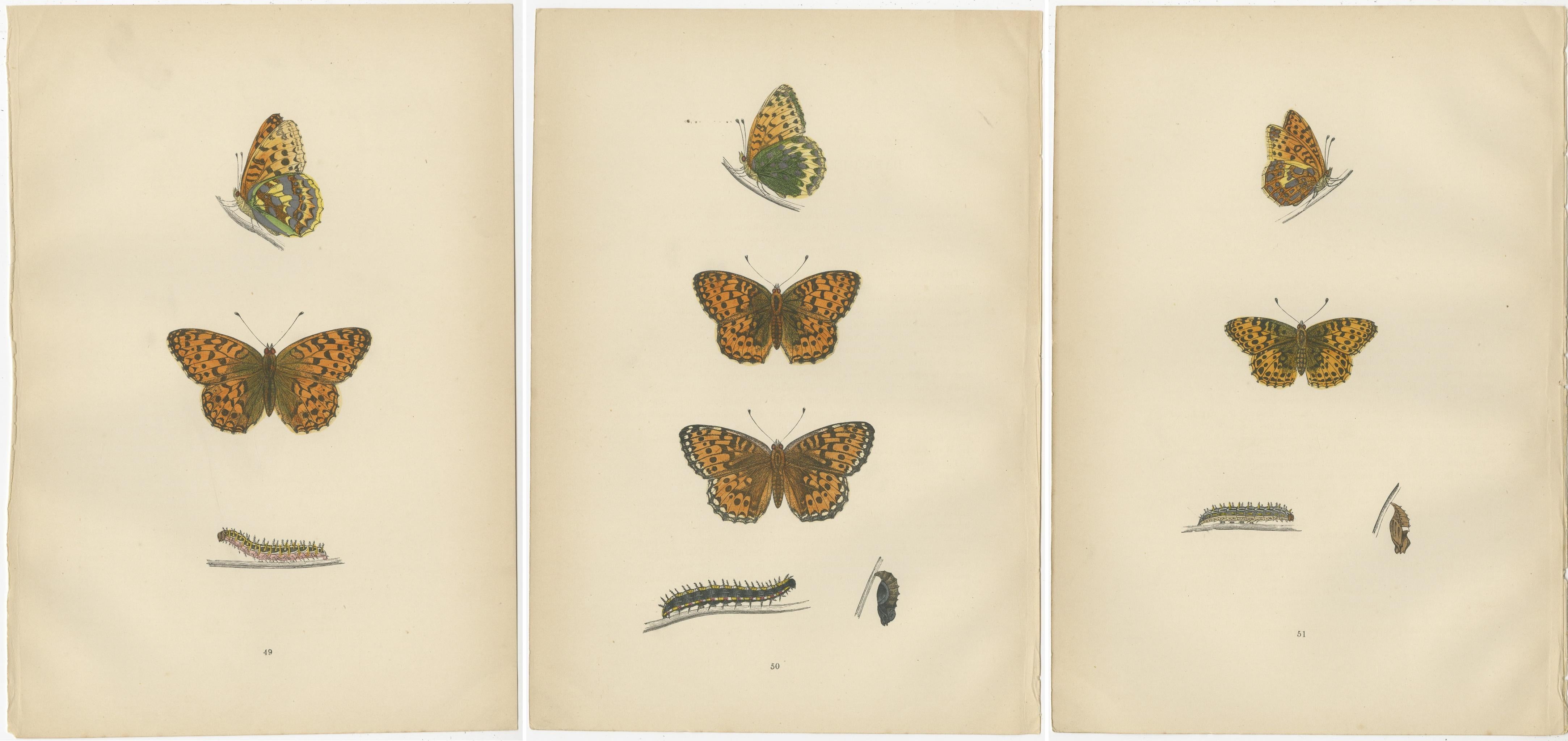 Paper Fluttering Jewels of the Meadow: Morris's 1890 Masterpieces of Fritillaries For Sale