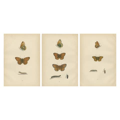 Fluttering Jewels of the Meadow: Morris's 1890 Masterpieces of Fritillaries