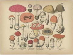 Fly Agaric & Chanterelle Mushrooms – Antique Botanical Lithograph Set, 1885