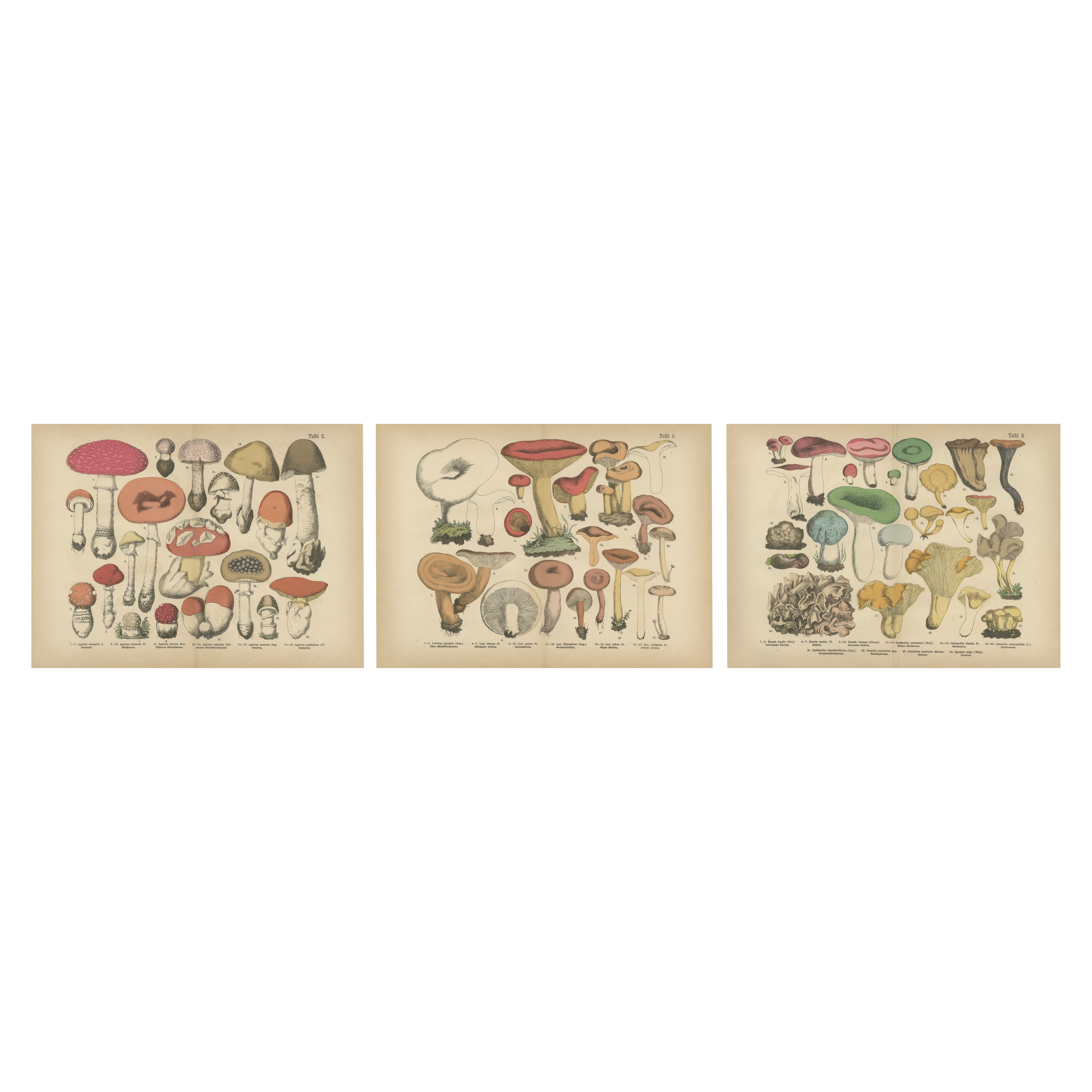 Mouche Agaric et champignons Chanterelle - Lithographie botanique ancienne, 1885