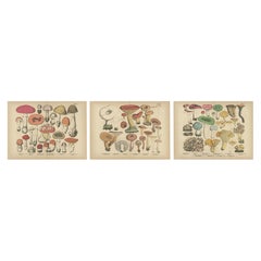 Mouche Agaric et champignons Chanterelle - Lithographie botanique ancienne, 1885