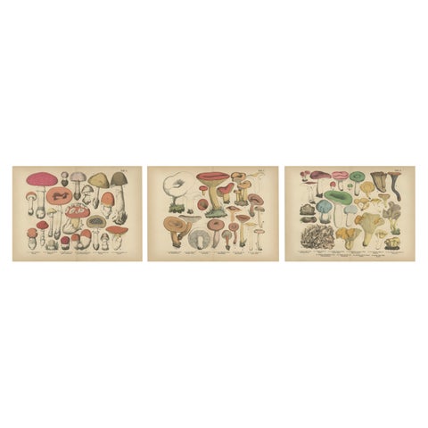 Fly Agaric & Chanterelle Mushrooms, Antique Botanical Lithograph Set, 1885