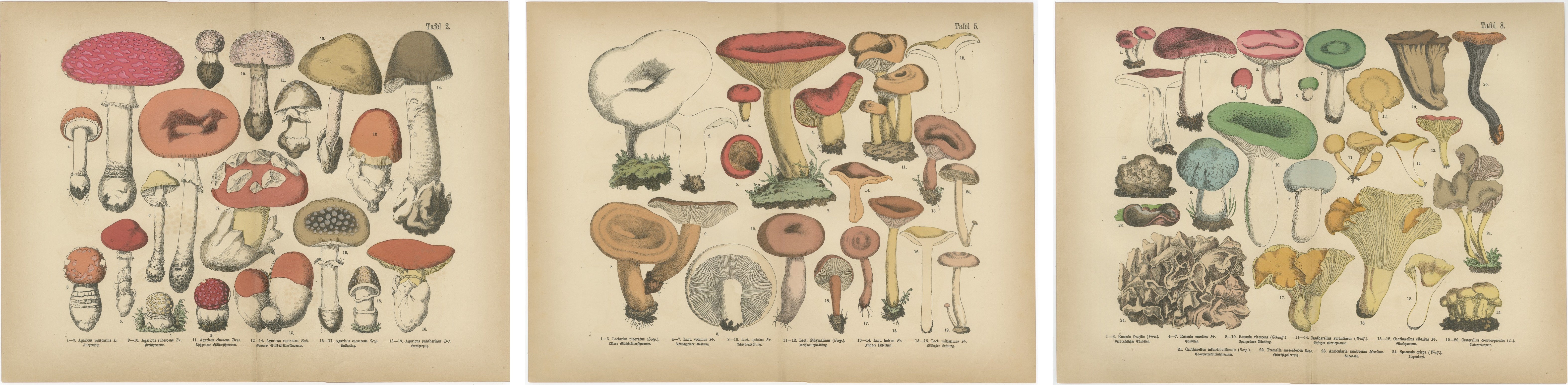 Fly Agaric 
Chanterelle Mushrooms – Antique Botanical Lithograph Set, 1885