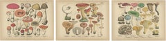 Fly Agaric 
Chanterelle Mushrooms – Antique Botanical Lithograph Set, 1885
