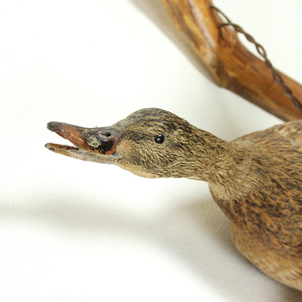 Impressive and very life like taxidermy sculpture of a flying duck. The duck was originally placed in a hunting castle in the middle of Slovakia and it was created in the 1930s. The duck is fixed by a metal support and piece of wood which can be