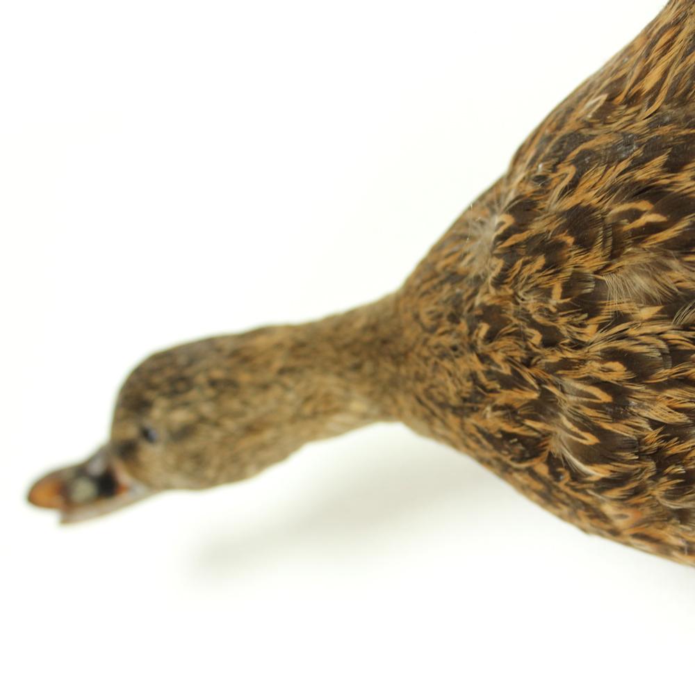 Flying Duck Taxidermy, Czechoslovakia, 1930s In Good Condition For Sale In Zohor, SK