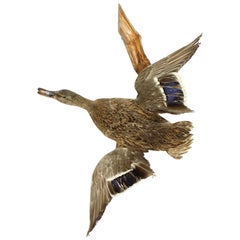 Flying Duck Taxidermy, Czechoslovakia, 1930s