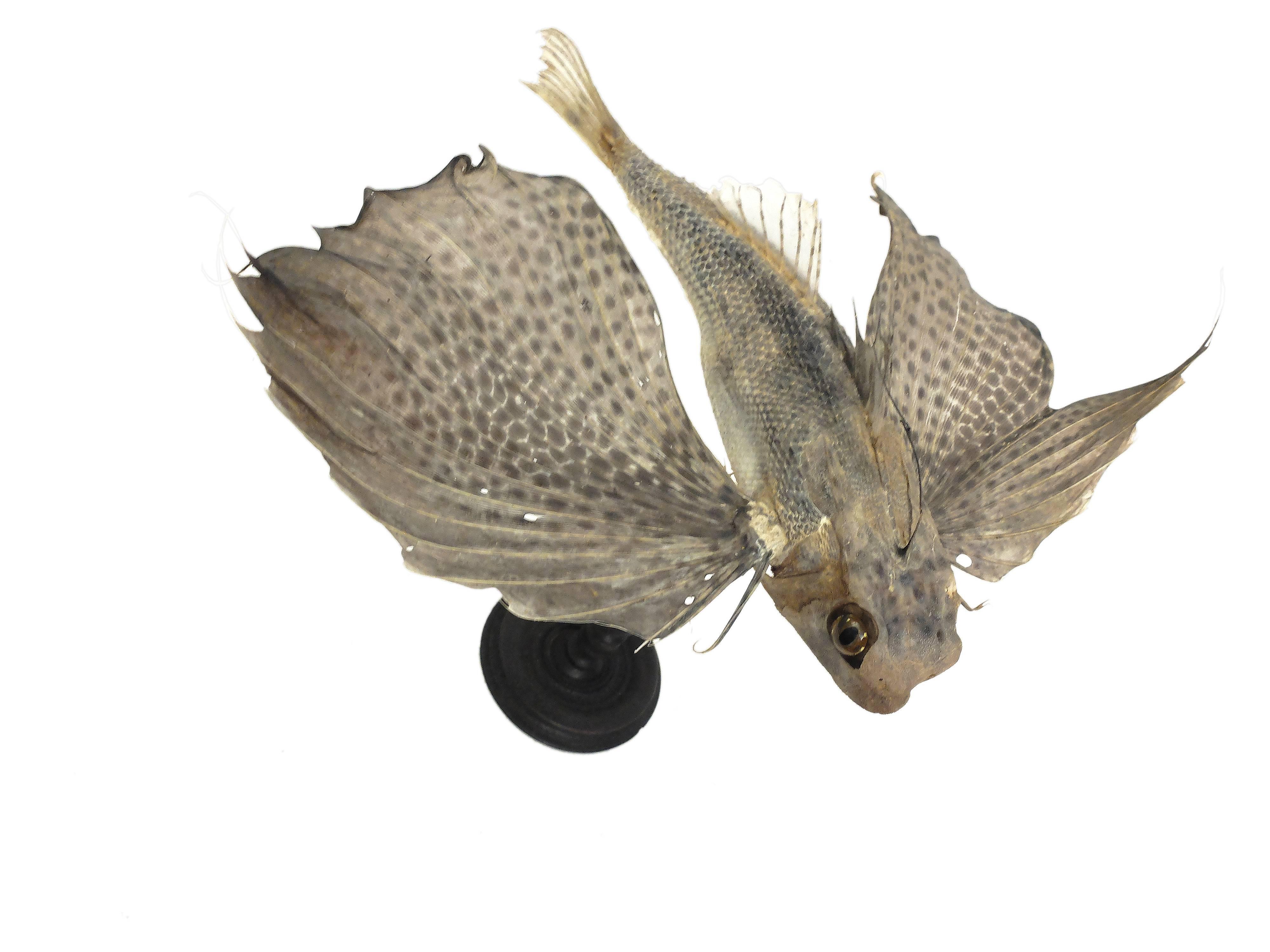 A rare marine natural Wunderkammer specimen, the flying fish, Exocoetus Volitans. The specimen is stuffed and mounted over a black wooden base. Italy, circa 1880.