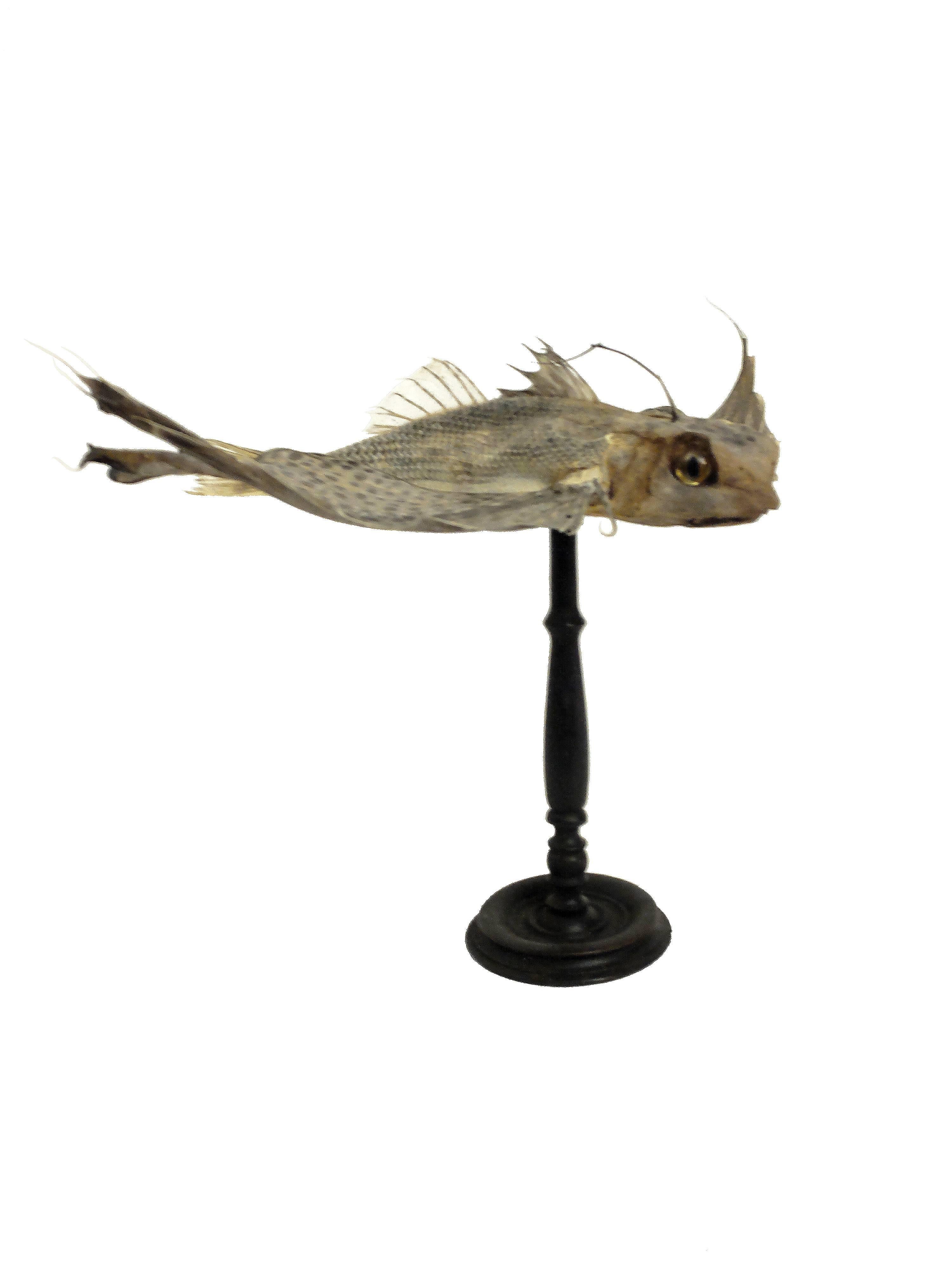 Flying Fish Natural Specimen Proceeding from an Italian Wunderkammer, circa 1880 In Excellent Condition In Milan, IT