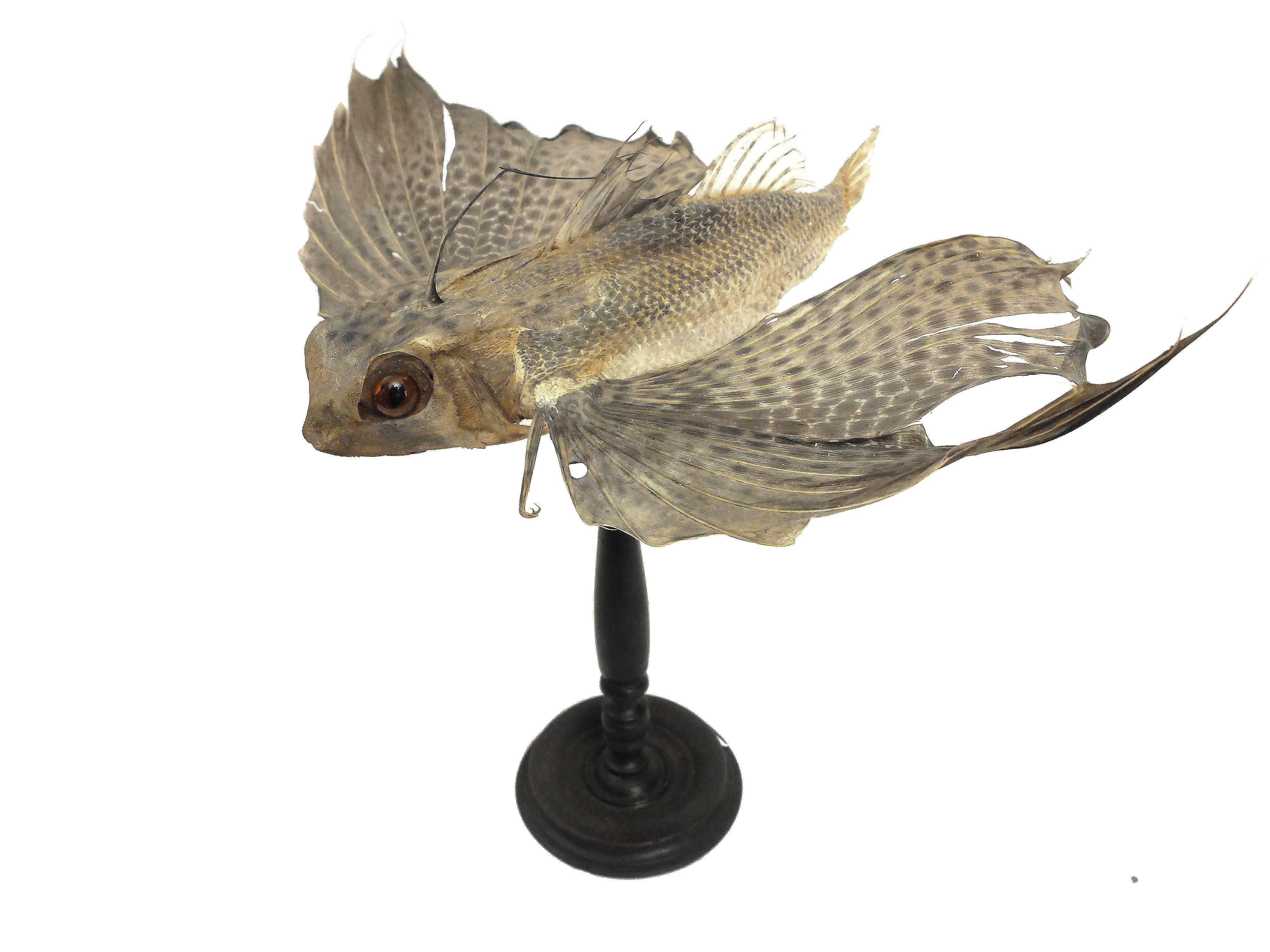 Late 19th Century Flying Fish Natural Specimen Proceeding from an Italian Wunderkammer, circa 1880