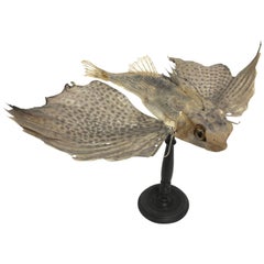 Flying Fish Natural Specimen Proceeding from an Italian Wunderkammer, circa 1880