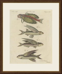 Flying Fish with a Flying Gurnard, Antique Bertuch Print, circa 1805