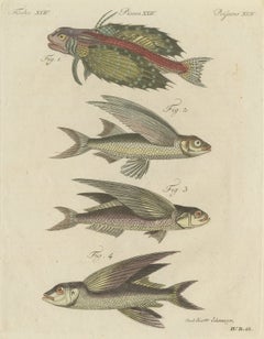 Flying Fish with a Flying Gurnard, Antique Bertuch Print, circa 1805