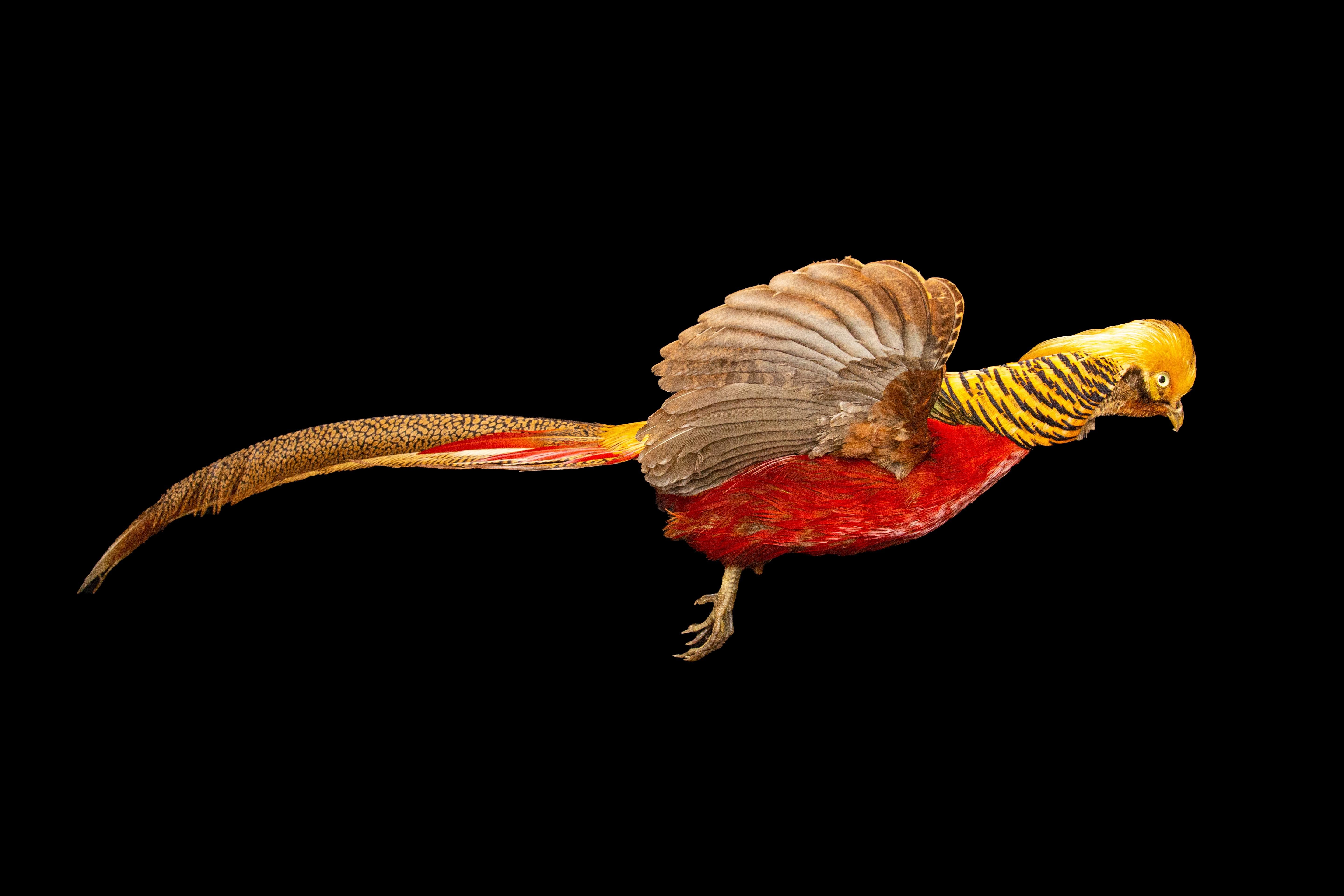 This exquisite taxidermy flying golden pheasant is a stunning addition to any collection or display. The bird has been expertly preserved and mounted, with lifelike detail captured in every feather. The vibrant golden and red plumage of the male