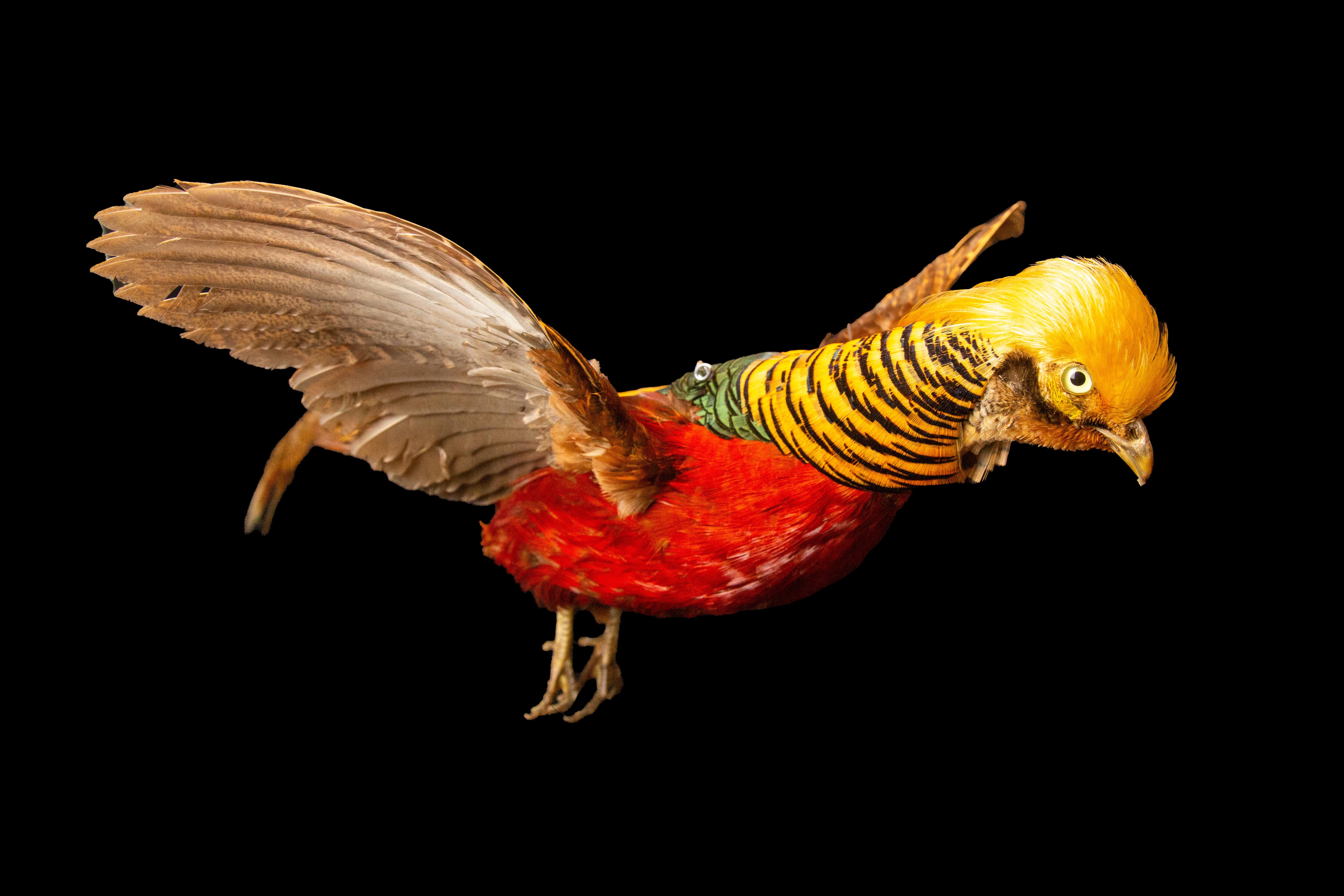 Flying Golden Pheasant In New Condition For Sale In New York, NY