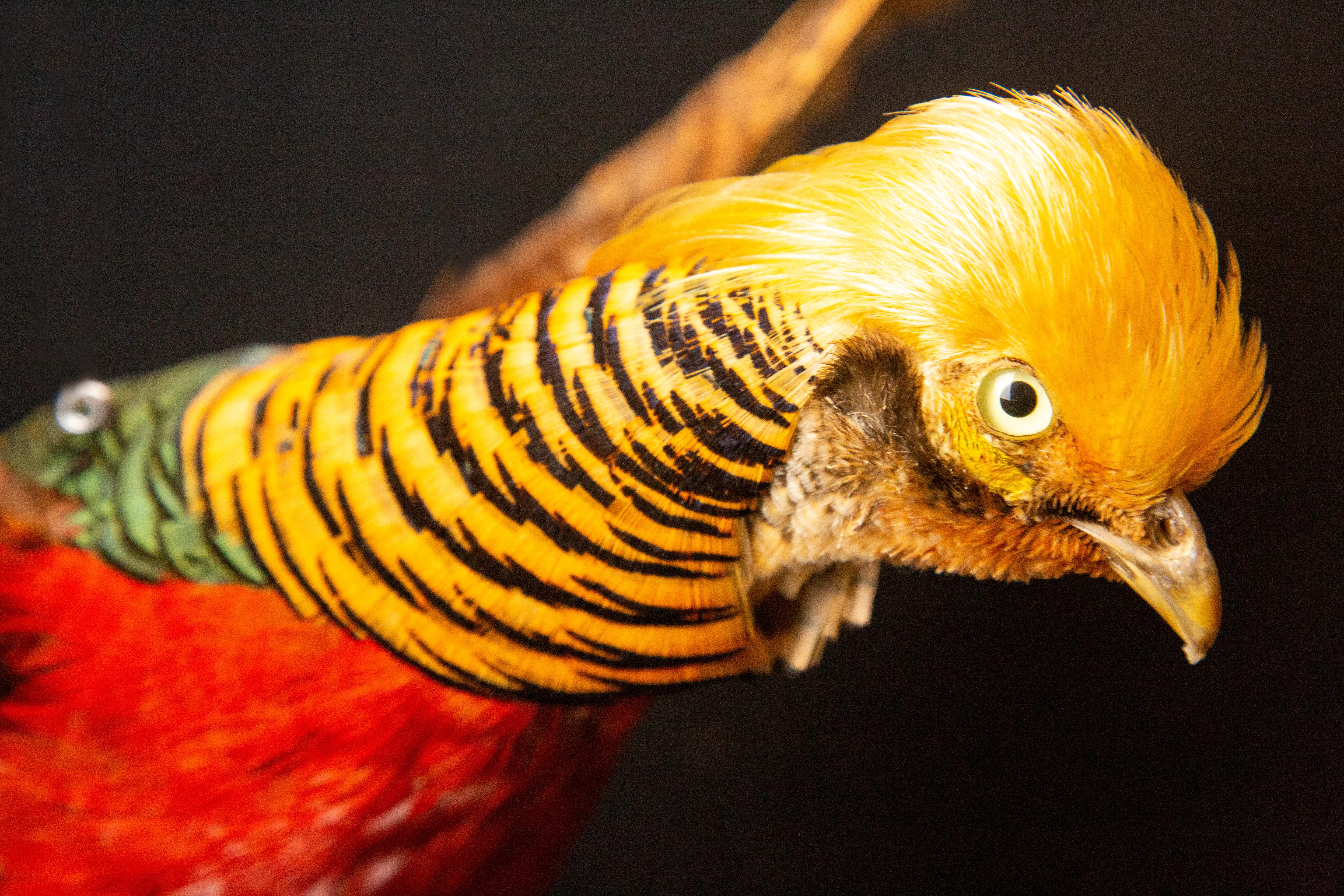 Contemporary Flying Golden Pheasant For Sale