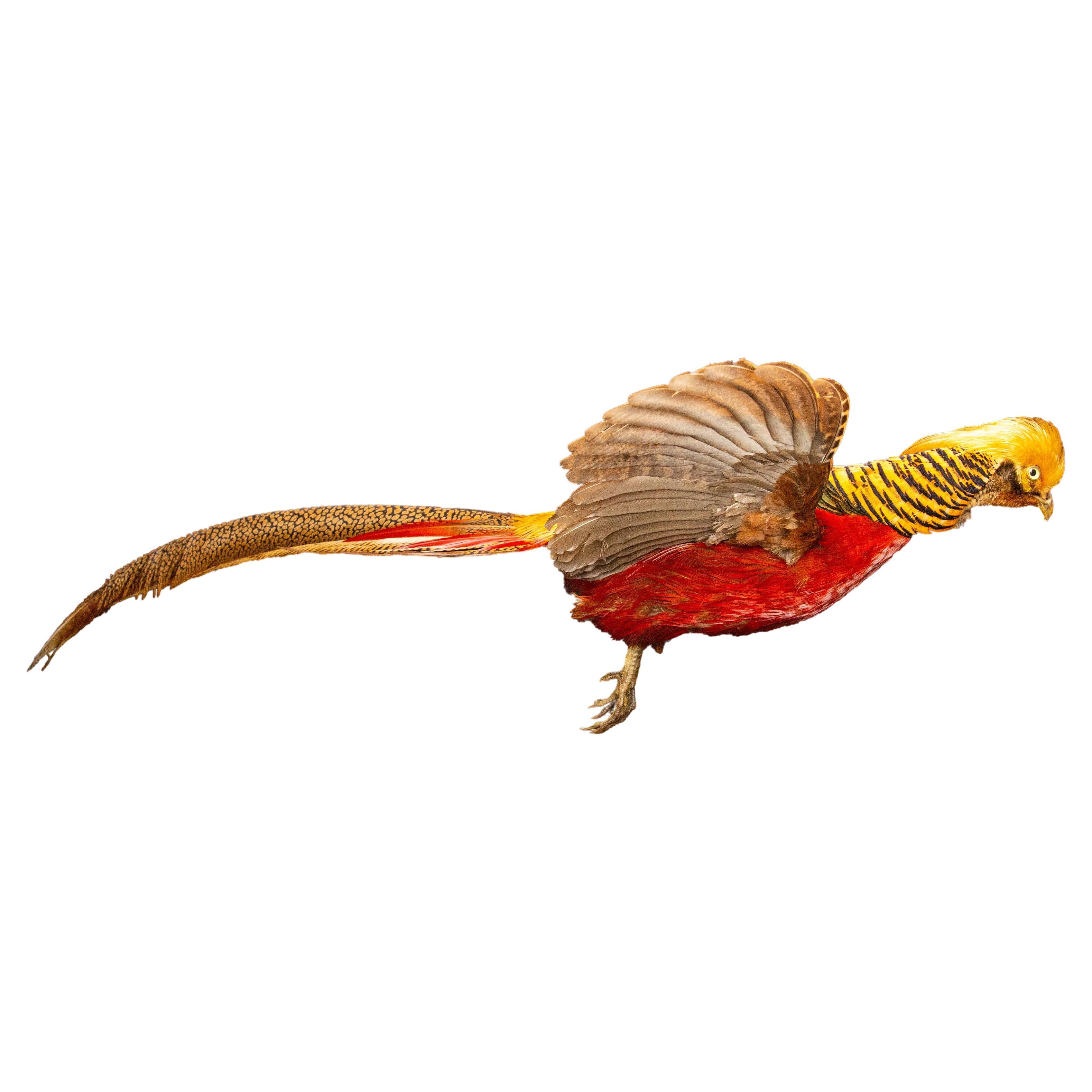 Flying Golden Pheasant