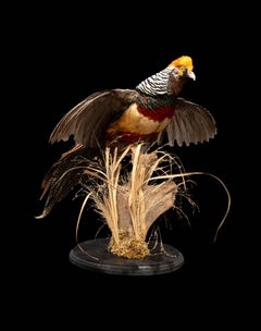 Flying Lady Amherst Pheasant Mounted on Naturalist Base