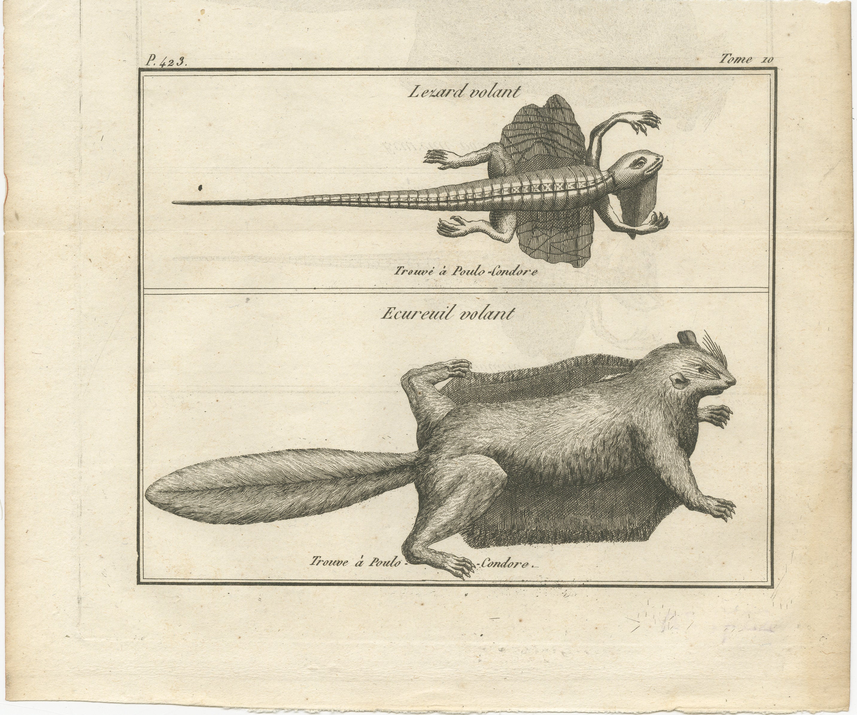 Lézard volant et écureuil volant - Gravure ancienne, Poulo Condore, c.C.C.

Cette belle gravure du XVIIIe siècle présente deux animaux remarquables observés sur les îles Con Dao (historiquement connues sous le nom de Poulo Condore), au large de la