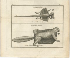 Flying Lizard and Flying Squirrel – Antique Engraving, Poulo Condore, c.1770