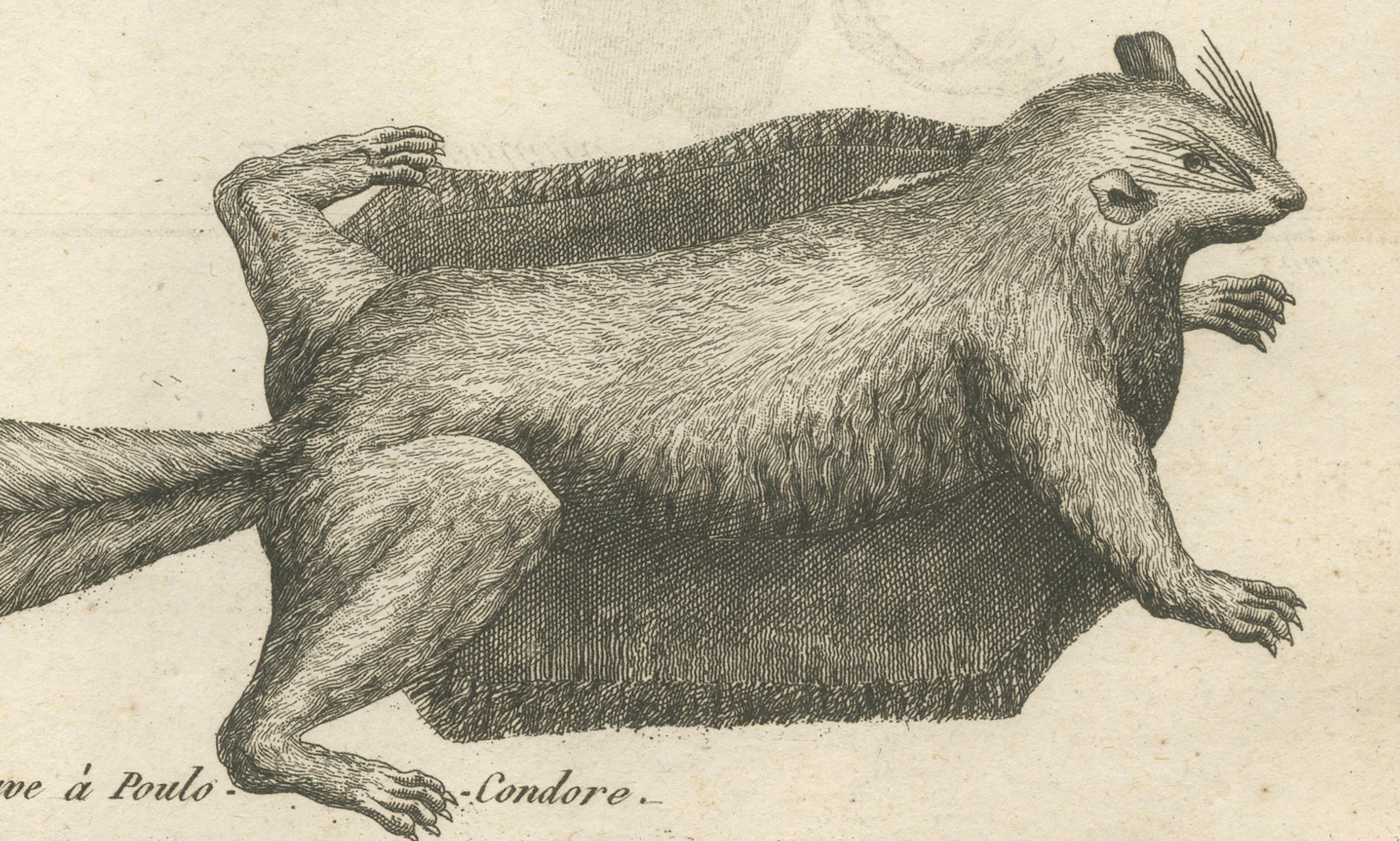 Français Lézard volant et écureuil volant - Gravure ancienne, Poulo Condore, c.C.C. en vente