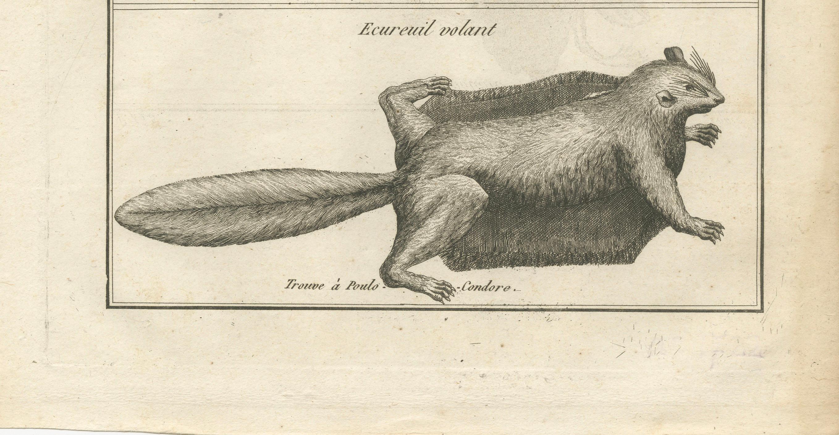Gravé Lézard volant et écureuil volant - Gravure ancienne, Poulo Condore, c.C.C. en vente