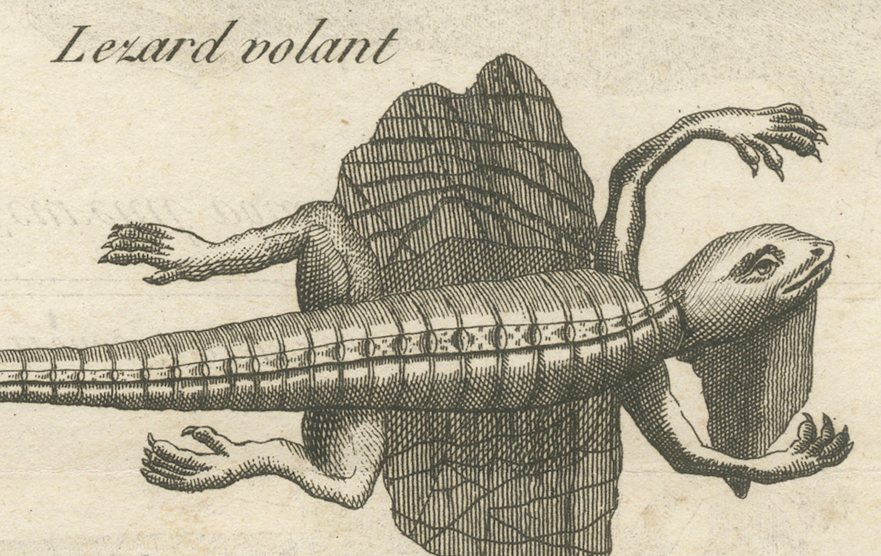 Lézard volant et écureuil volant - Gravure ancienne, Poulo Condore, c.C.C. Bon état - En vente à Langweer, NL
