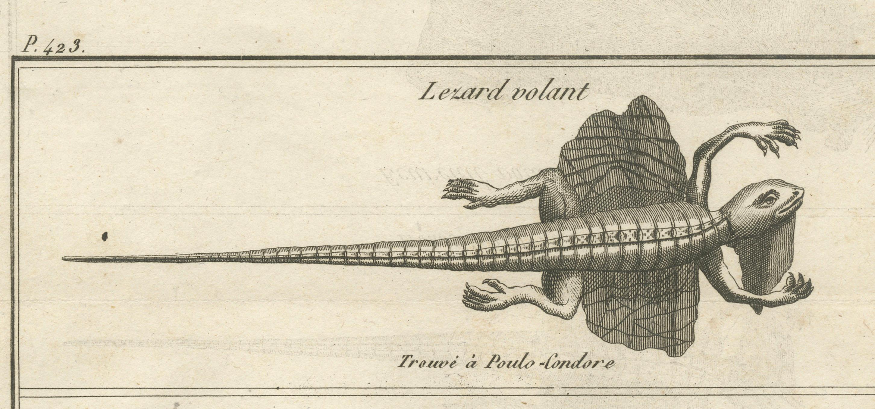 XVIIIe siècle Lézard volant et écureuil volant - Gravure ancienne, Poulo Condore, c.C.C. en vente