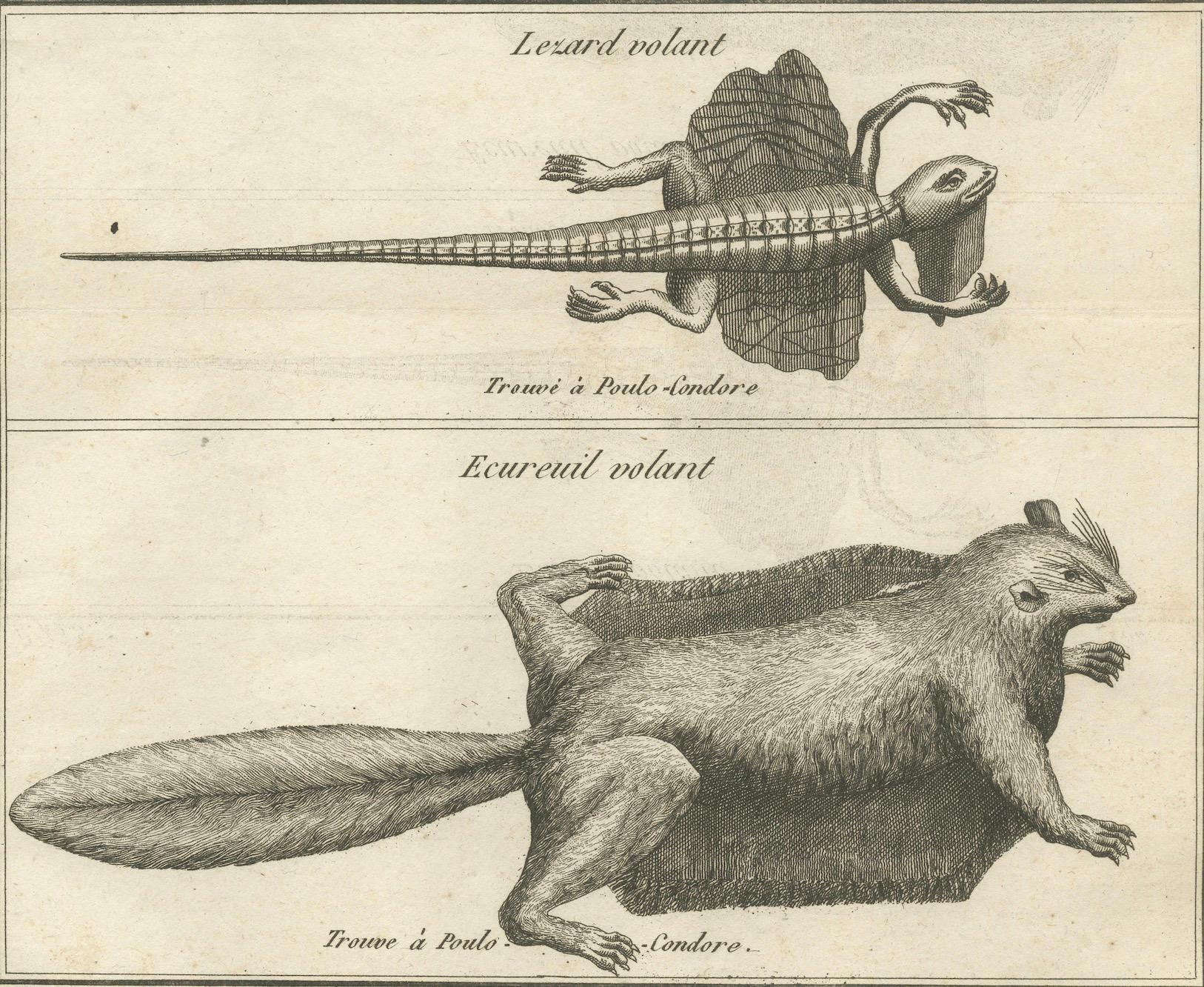Papier Lézard volant et écureuil volant - Gravure ancienne, Poulo Condore, c.C.C. en vente