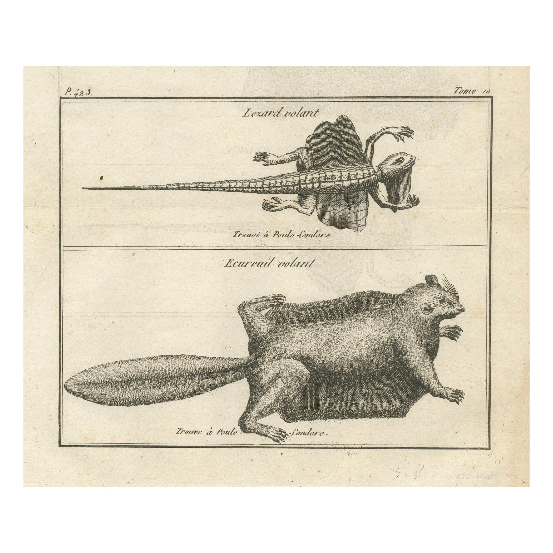 Lézard volant et écureuil volant - Gravure ancienne, Poulo Condore, c.C.C. en vente