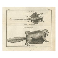 Lagarto volador y ardilla voladora - Grabado antiguo, Poulo Condore, c.1770