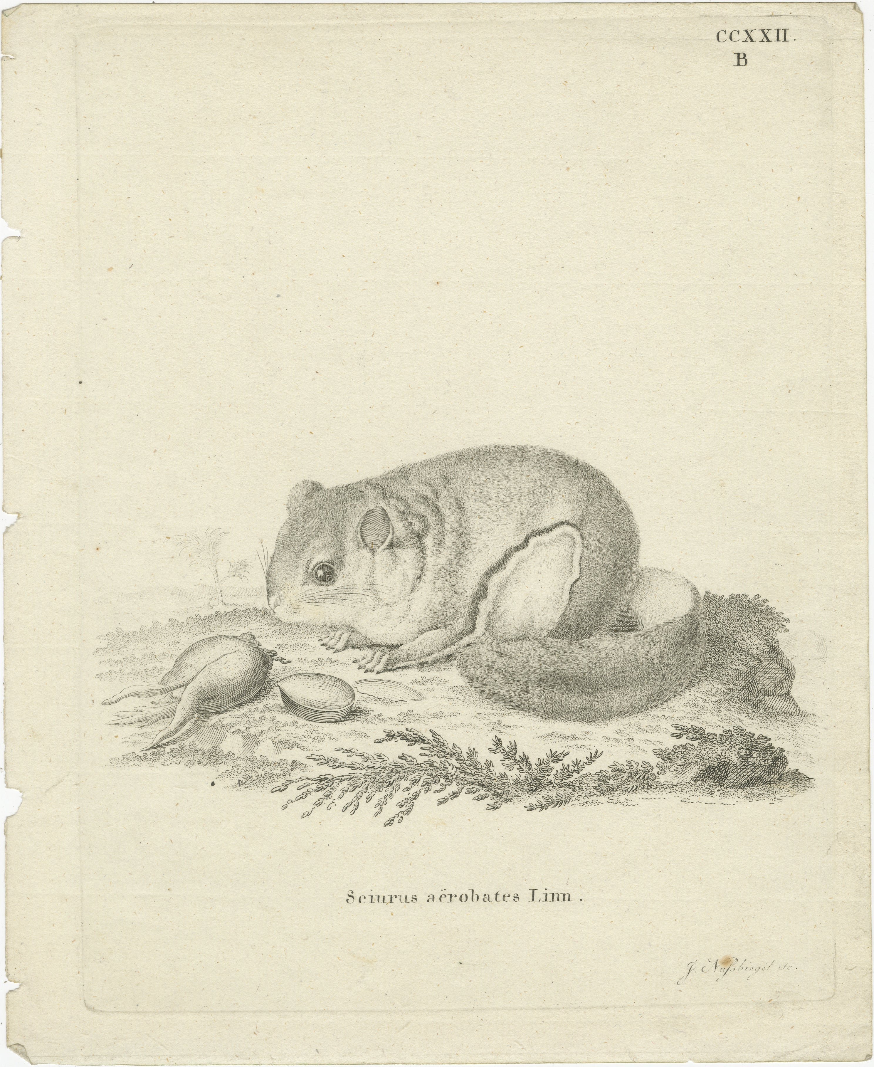Antique Engraving of a Flying Squirrel (Sciurus aërobates Linn.), engraved by Johann Nußbiegel, circa 1800

This fine zoological engraving depicts the flying squirrel (Sciurus aërobates Linn.), engraved by the skilled German engraver Johann