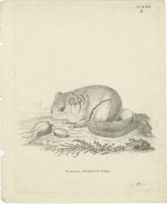 Flying Squirrel – Antique Zoological Engraving by Johann Nußbiegel, c.1800