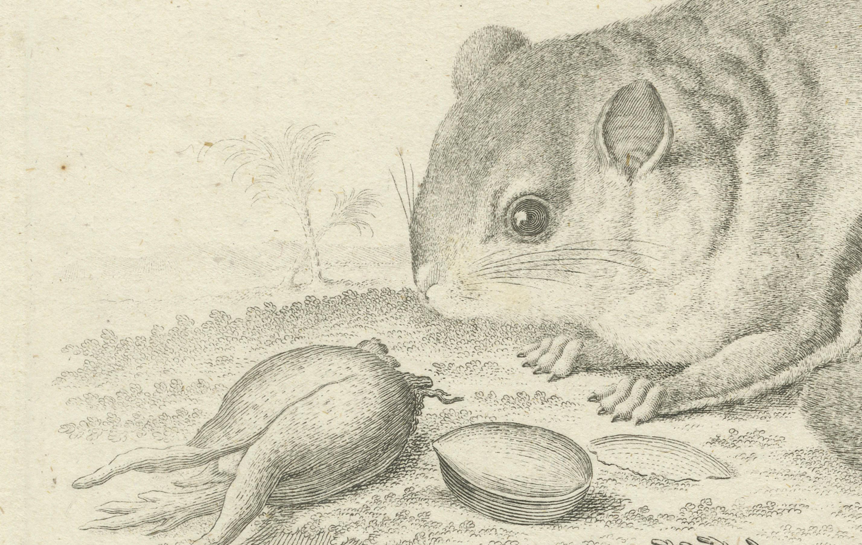 Flying Squirrel – Antique Zoological Engraving by Johann Nußbiegel, c.1800 (Deutsch) im Angebot