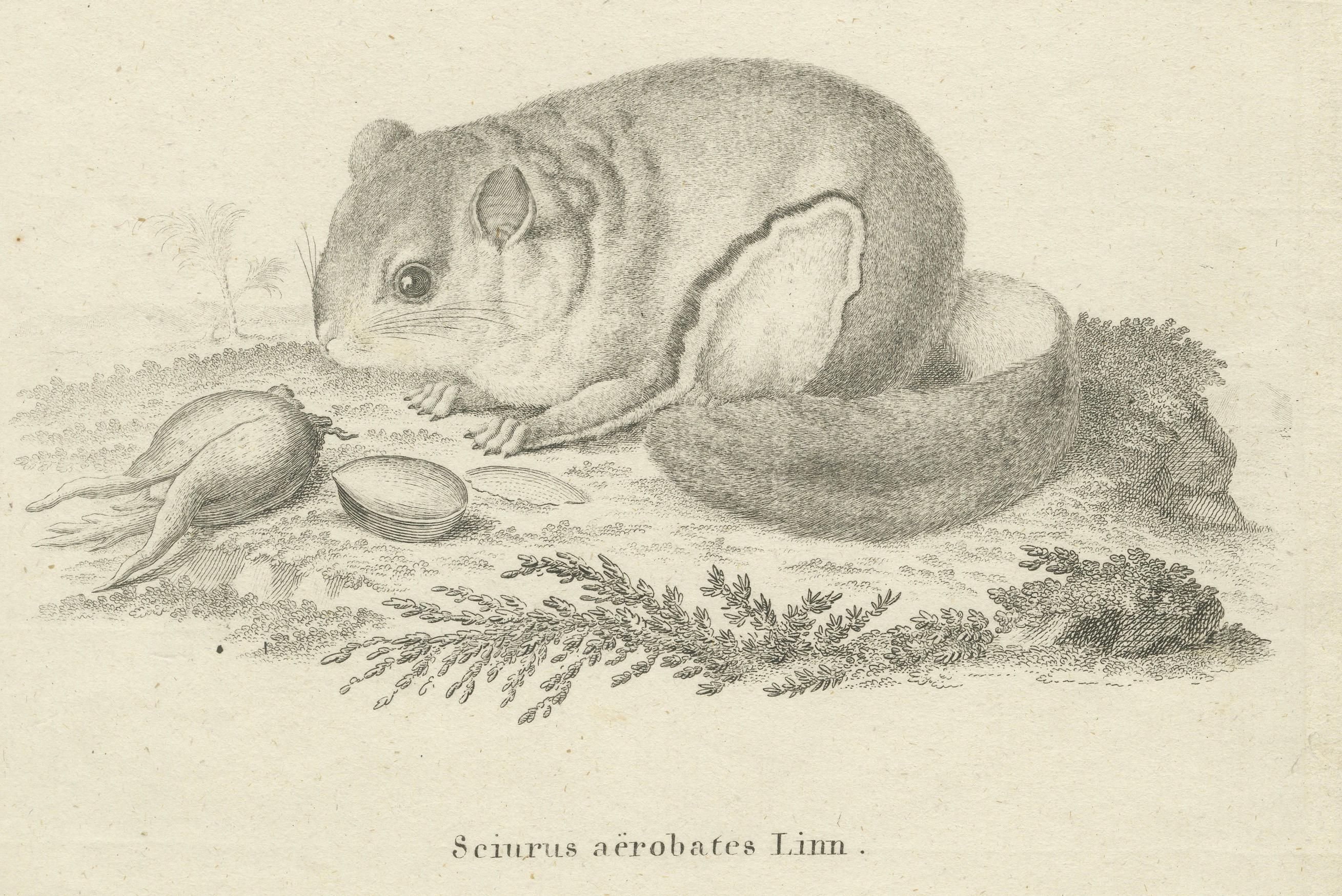 Flying Squirrel – Antique Zoological Engraving by Johann Nußbiegel, c.1800 im Zustand „Gut“ im Angebot in Langweer, NL