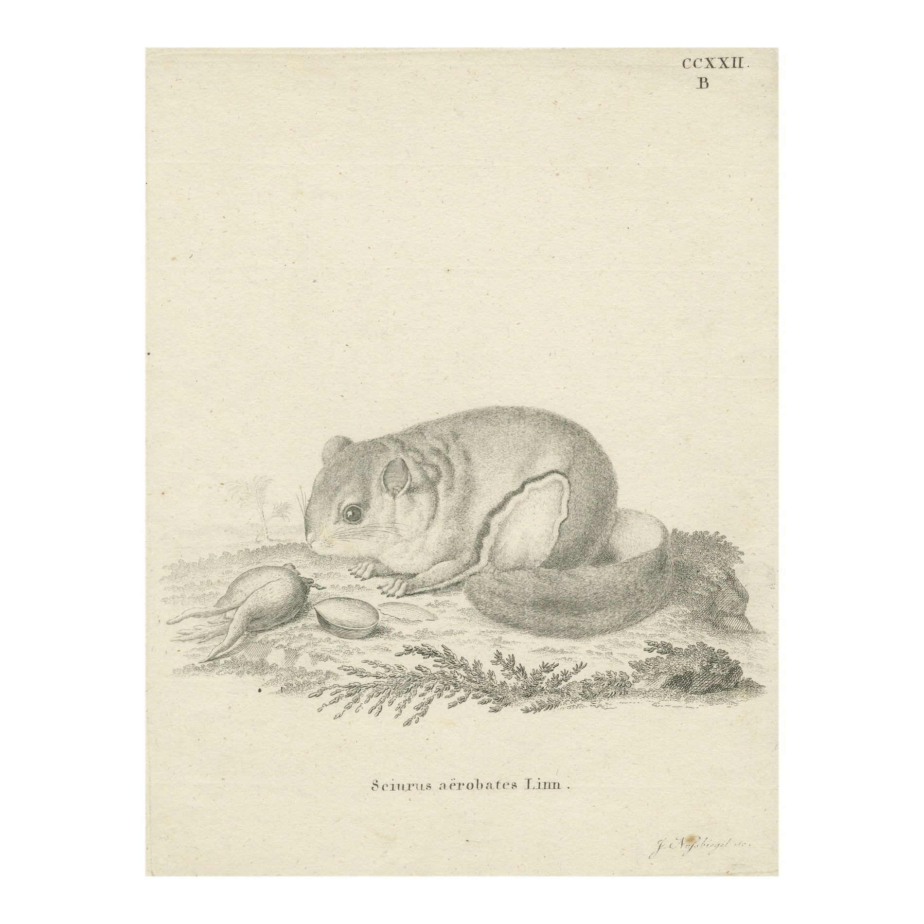 Flying Squirrel – Antique Zoological Engraving by Johann Nußbiegel, c.1800 im Angebot