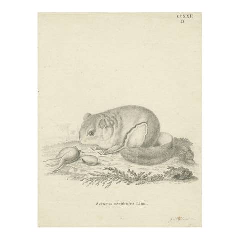 Flying Squirrel – Antique Zoological Engraving by Johann Nußbiegel, c.1800