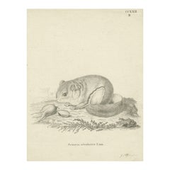 Flying Squirrel – Antique Zoological Engraving by Johann Nußbiegel, c.1800