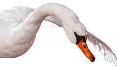 Taxidermie du cygne volant