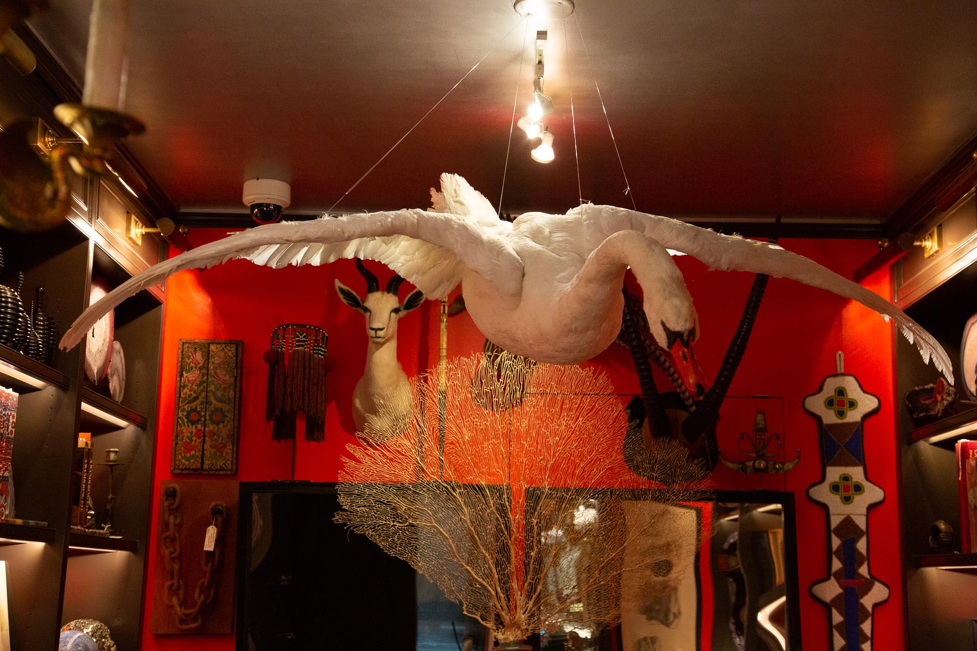 taxidermy swan for sale
