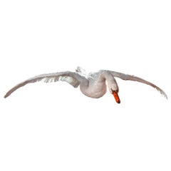 Flying Swan Taxidermy