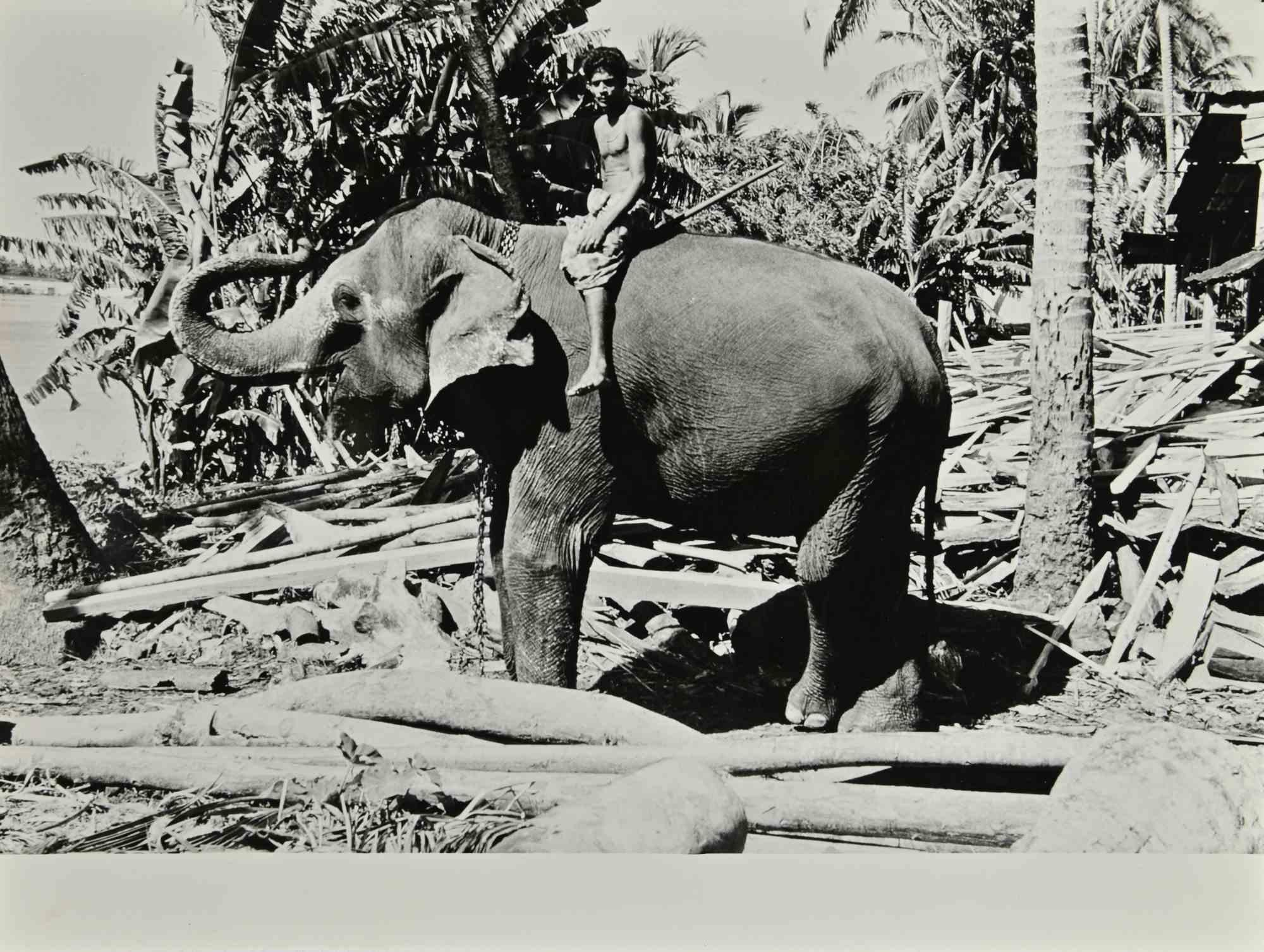 Elefant - Ceylon Fotoreportage ist ein Vintage s/w Foto realisiert in den 1960er Jahren von Folco Quilici.

Gute Bedingungen.

Auf der Rückseite gestempelt.