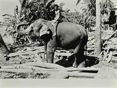 Elephant -  Ceylon Photo Reportage - Vintage Photograph by Folco Quilici - 1960s
