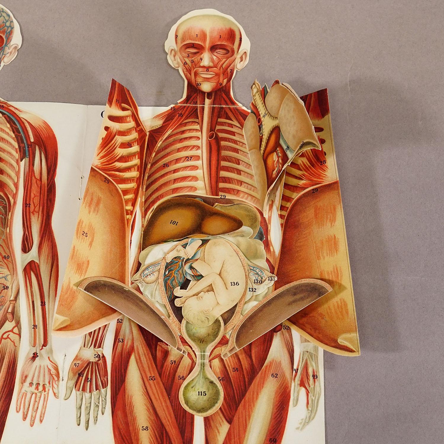 20th Century Foldable Anatomical Brochure Depicting Female Anatomy ca.1900s For Sale